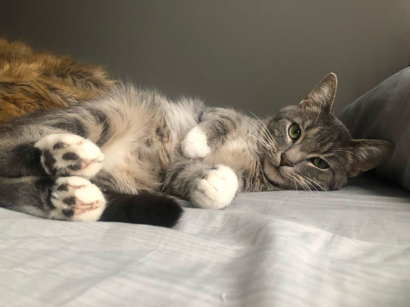 Elko (now Leo) Lakeland Animal Shelter