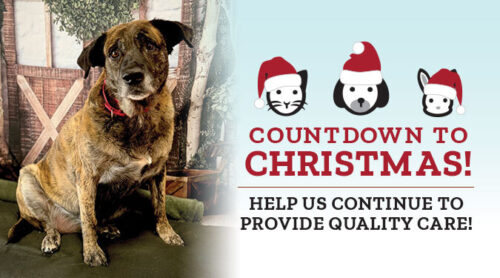 Lakeland Animal Shelter Countdown to Christmas with dog
