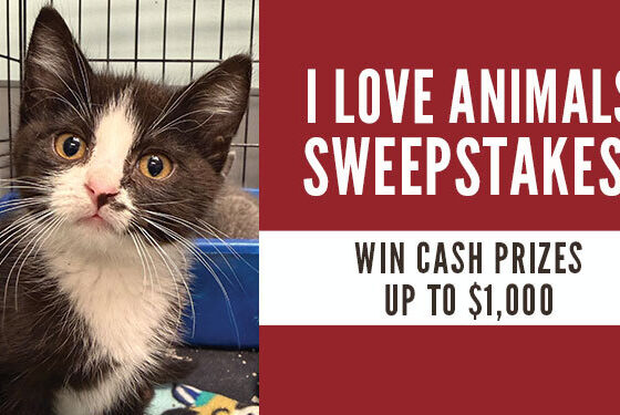 Lakeland Animal Shelter Sweepstakes