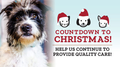 lakeland animal shelter countdown to christmas 2022