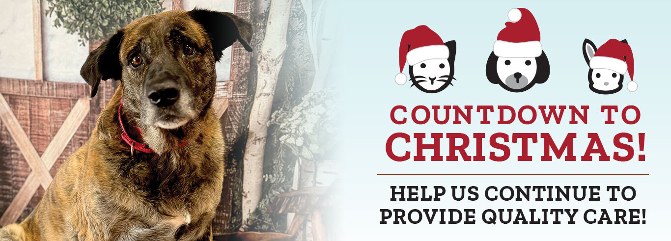 dog at lakeland animal shelter for countdown to christmas