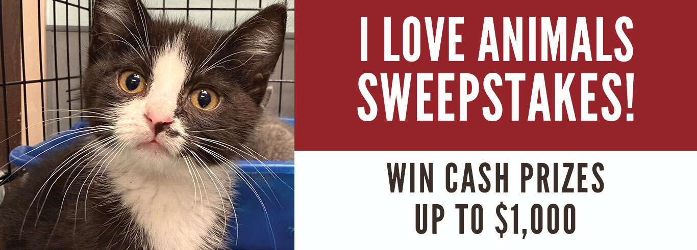 kitten at lakeland animal shelter for I love animals sweepstakes