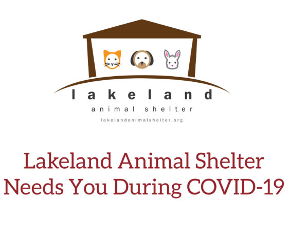 how you can help animals during covid-19